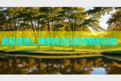 蘑菇视频：畅享高清直播与精彩回放