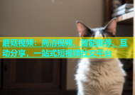 蘑菇视频：高清视频、智能推荐、互动分享，一站式短视频社交平台