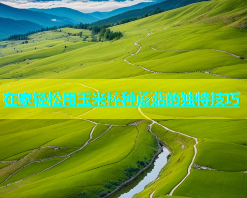 在家轻松用玉米棒种蘑菇的独特技巧  第2张