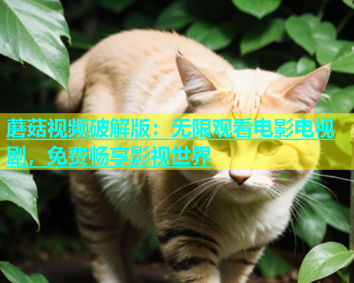 蘑菇视频破解版：无限观看电影电视剧，免费畅享影视世界  第2张